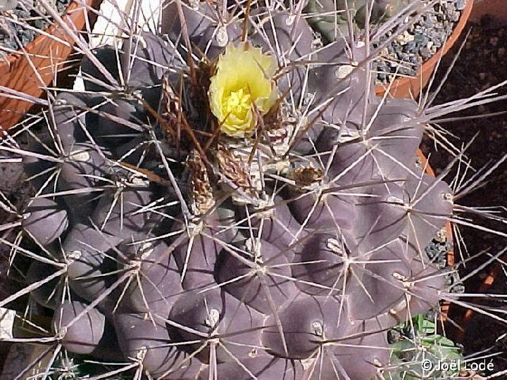 Thelocactus conothelos ssp. flavus ©JLcoll.4307